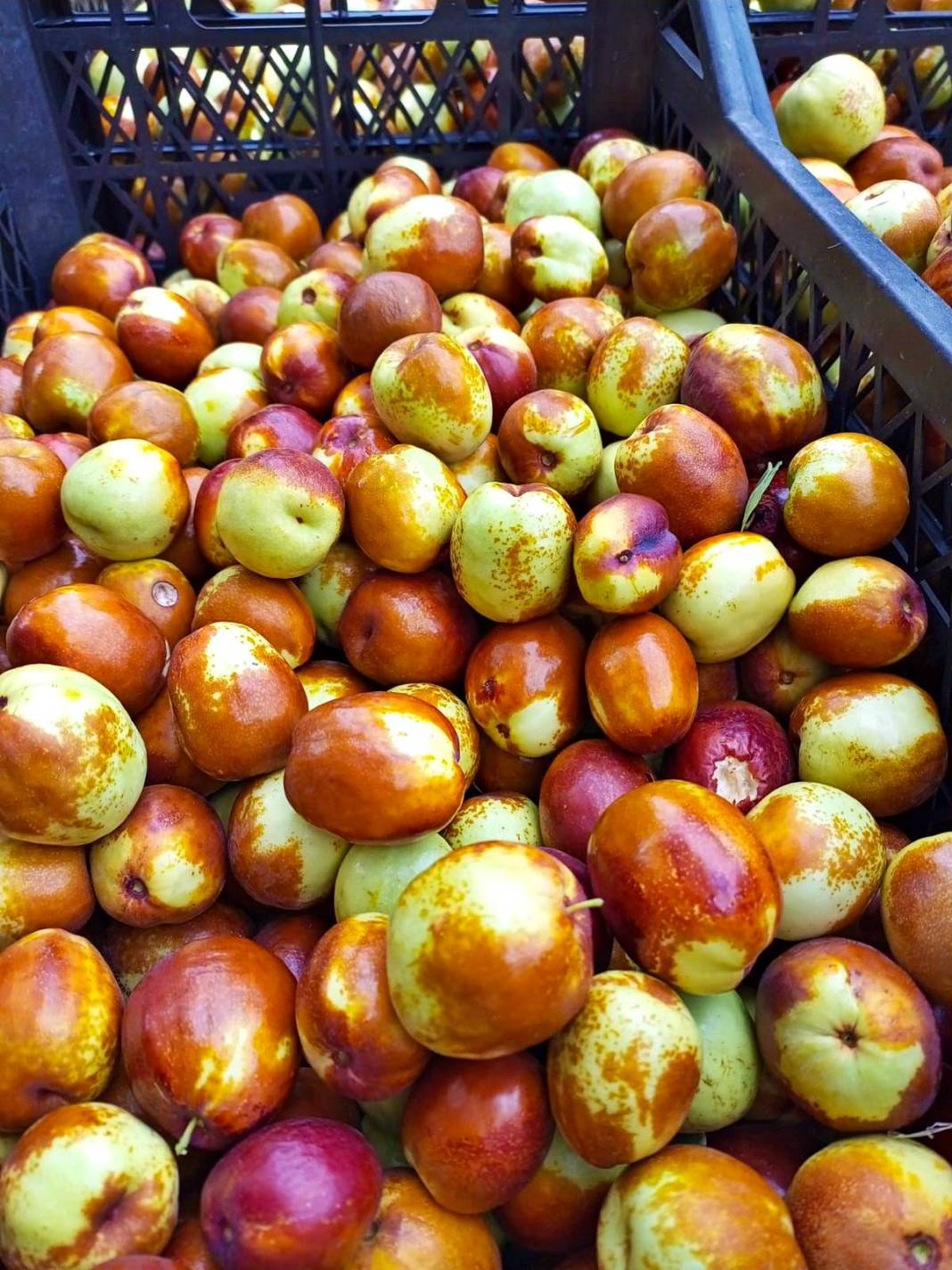 Ankara'nın saklı şifası: 'Hayat meyvesi' diyorlar! 4